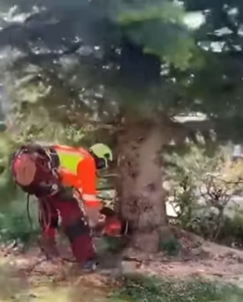 Keď pílite stromy v Austrálii